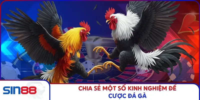 Chia sẻ một số kinh nghiệm để cược đá gà