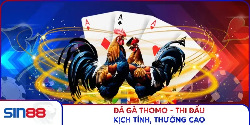 Đá Gà Thomo - Thi đấu kịch tính, thưởng cao
