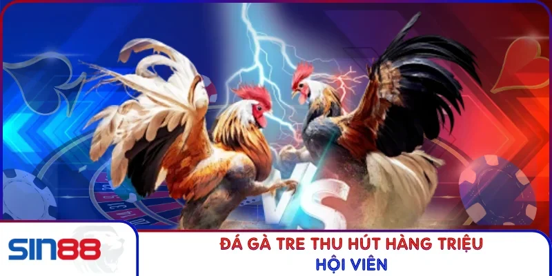 Đá gà tre thu hút hàng triệu hội viên