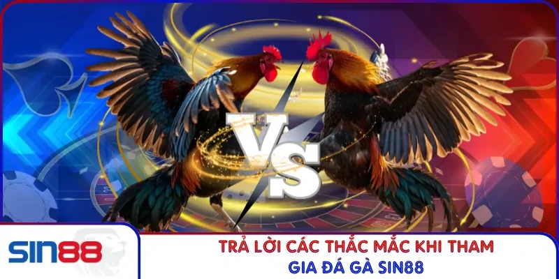 Trả lời các thắc mắc khi tham gia đá gà SIN88